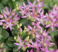 Pale pink flowers in terminal heads in late summer